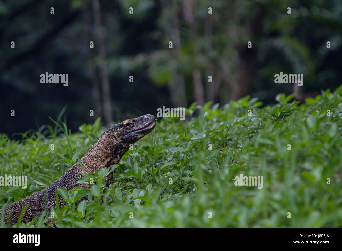 May 11, 2017 - South Jakarta, Jakarta, Indonesia - Picture taken on May 11, 2017 - A ranger feeding a Komodo dragon at Ragunan Zoo, Jakarta, Indonesia. Komodos regularly eat carrion but rarely fall ill because they carry proteins called antimicrobial peptides, an all purpose infection defense. The researchers analyzed blood samples from captive Komodos in Florida using a mass spectrometer to identify peptides with drug potential. A biochemistry professor at George Mason University, says his team is betting Komodo blood can help battle antibiotic resistant bacteria, which kill about 700,000 peo Stock Photo