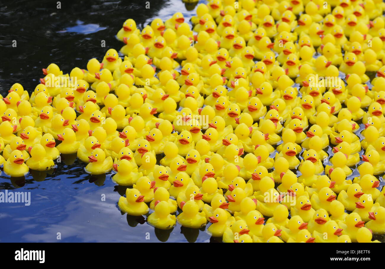 charity rubber ducks