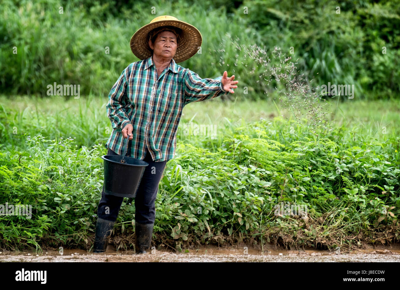 With the start of the rainy season, planting season begins in Nakhon ...