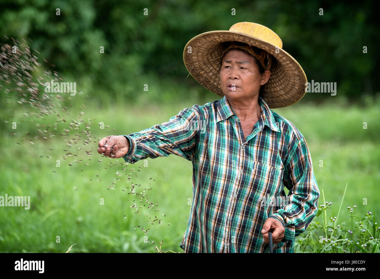With the start of the rainy season, planting season begins in Nakhon ...