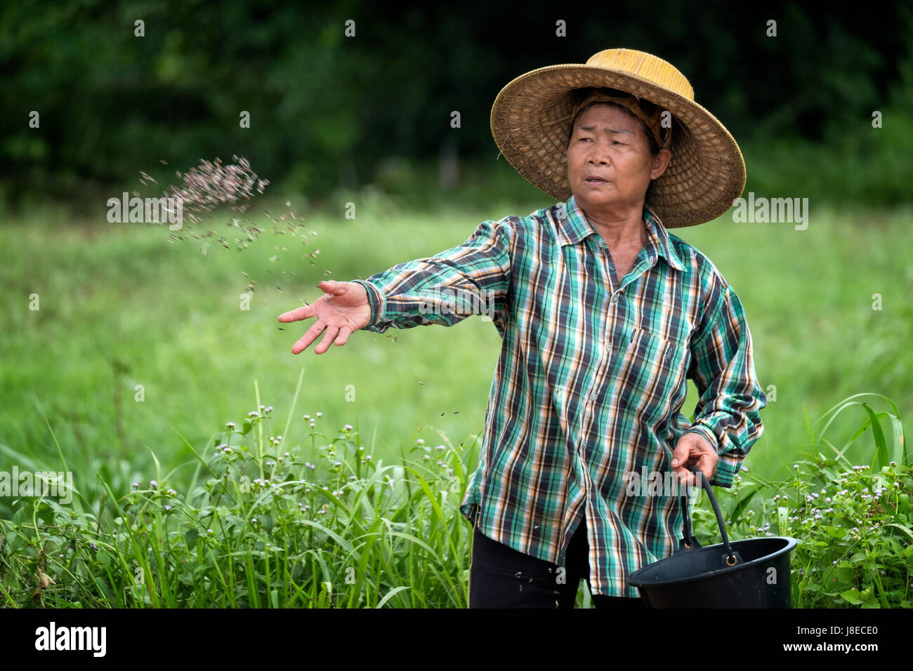 With the start of the rainy season, planting season begins in Nakhon ...