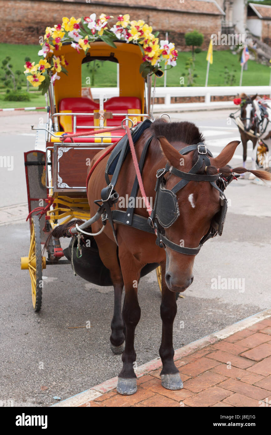Animal drawn vehicle hires stock photography and images Alamy