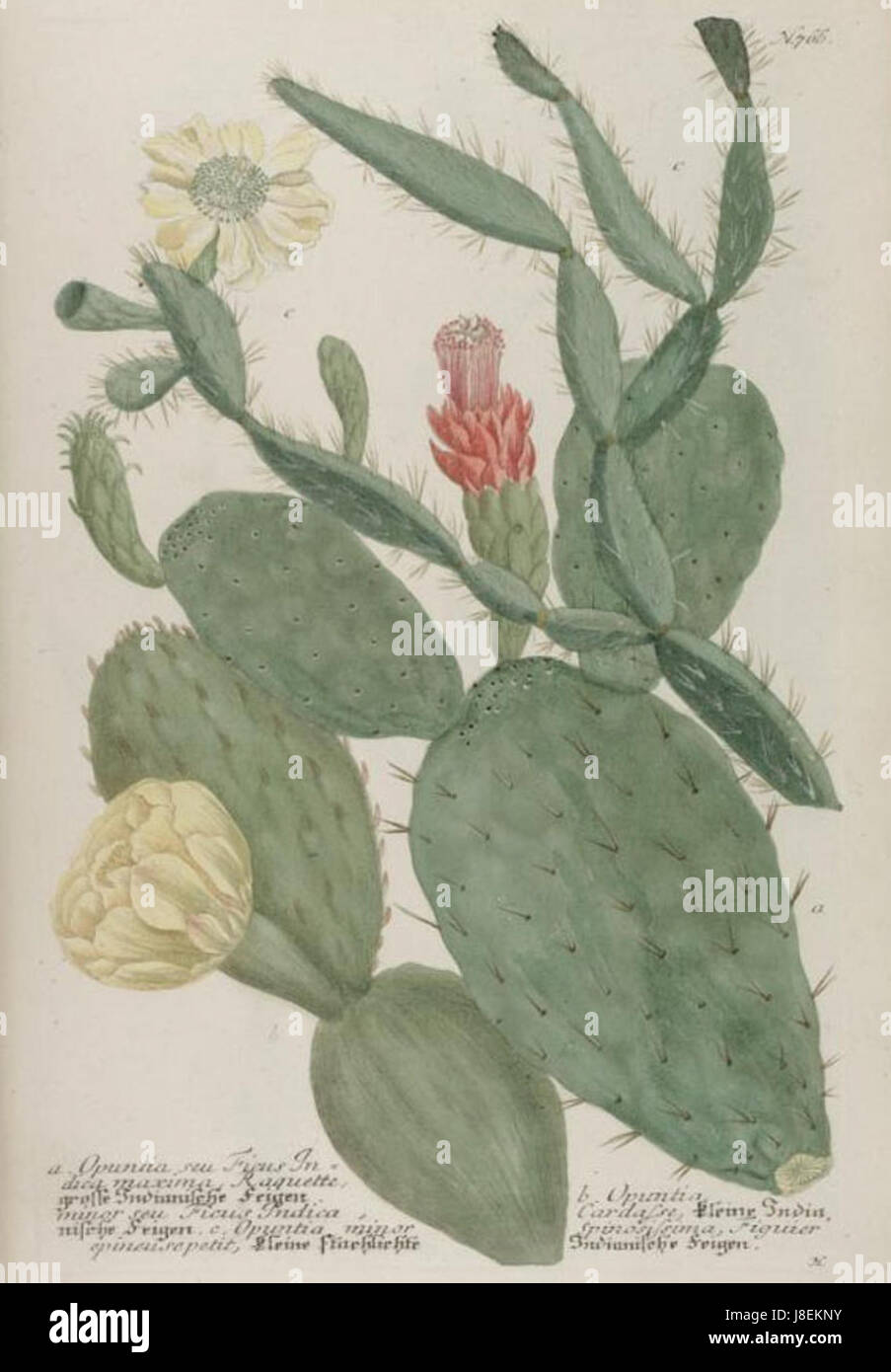 Phytanthoza Iconographia Pl136 Johann Wilhelm Weinmann main image 1