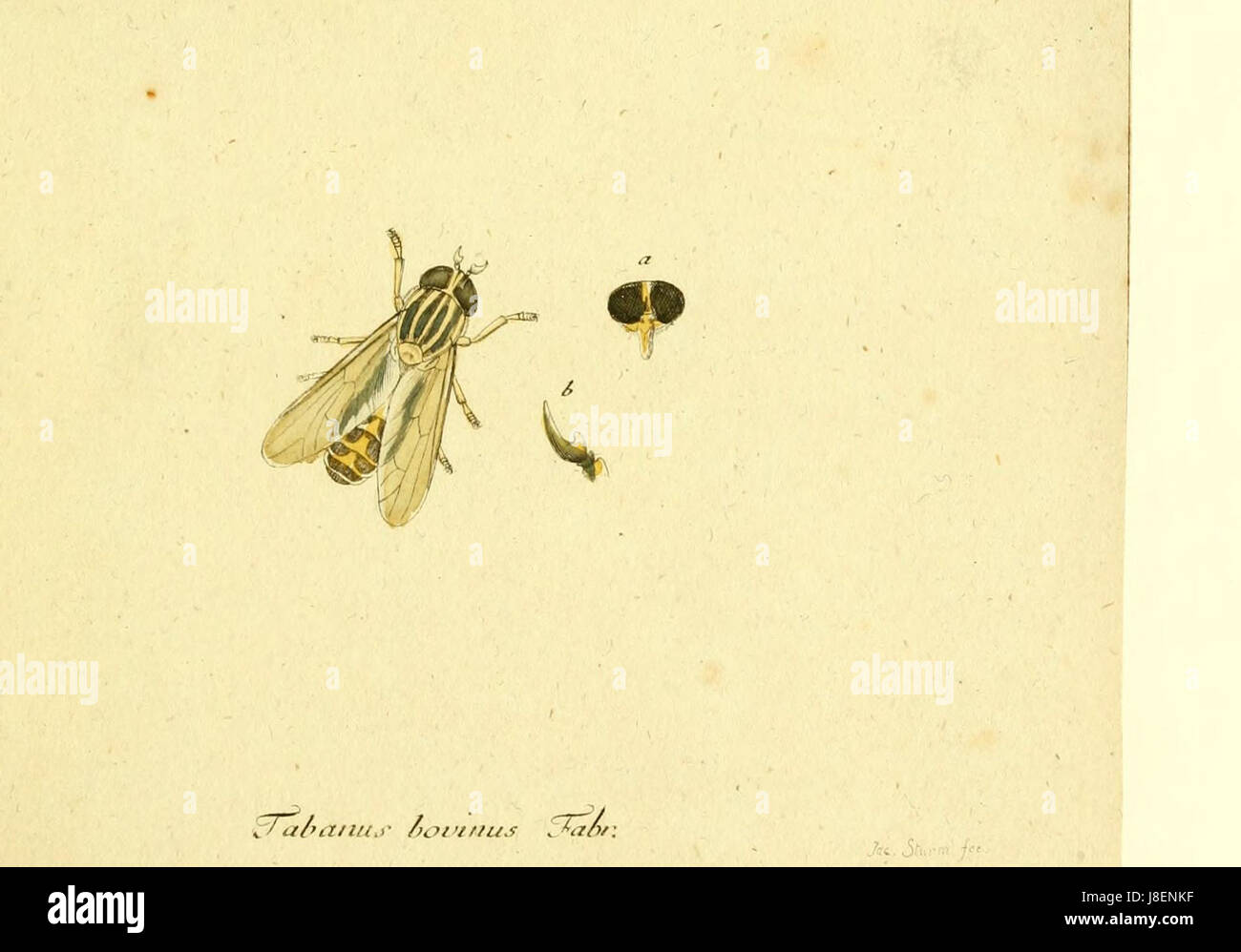 Fauna Germanica, Diptera 1793, vol.1, p46, Tabanus bovinus Fabr. Stock Photo