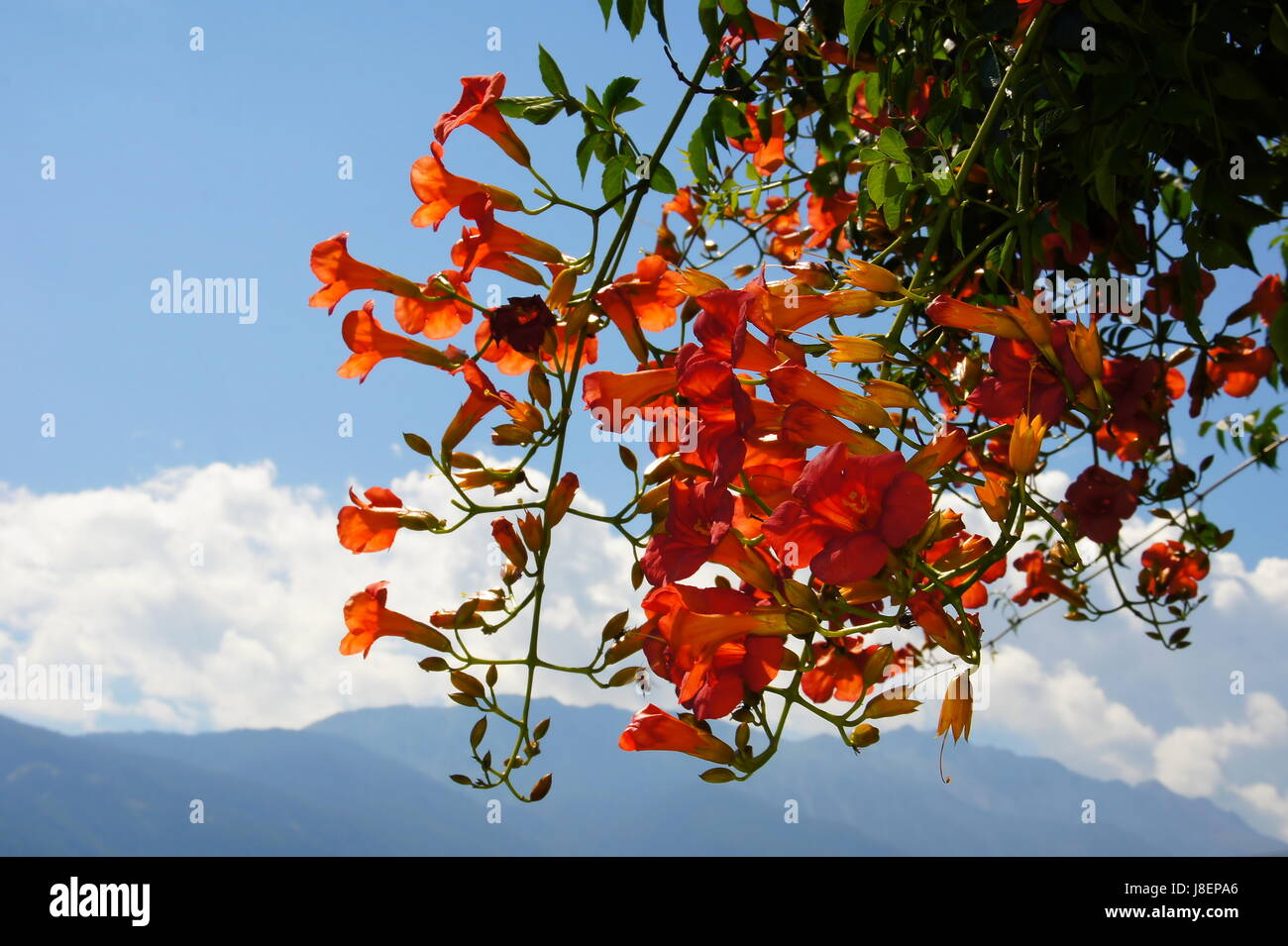 ruddiness, red, flower, plant, bloom, blossom, flourish, flourishing, cirrus, Stock Photo