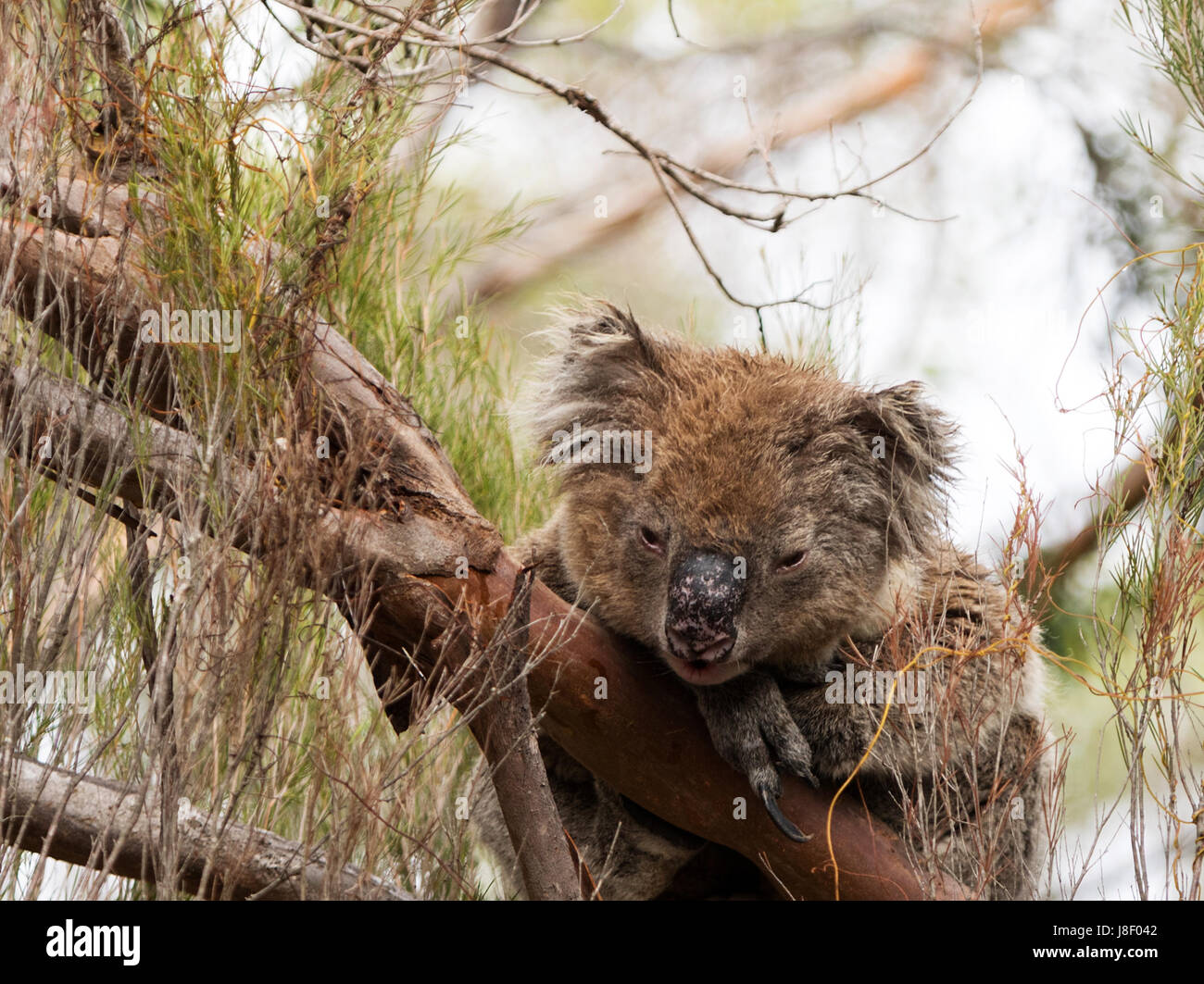 sleepy koala in a tree Kangaroo Island New Zealand Stock Photo