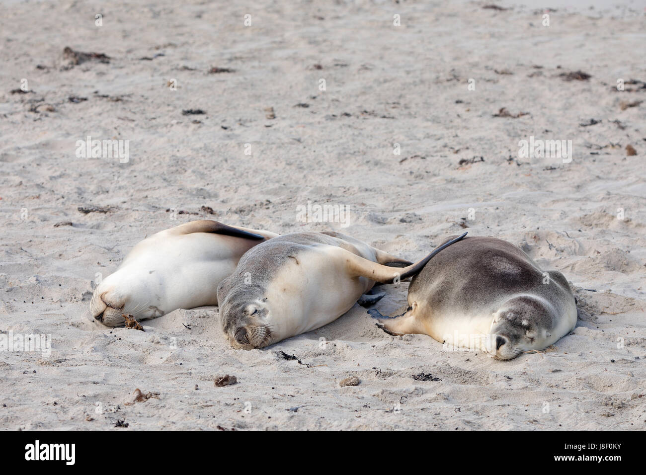 three Australian sea lions sleeping on the beach with fins on each other at sea lion bay Kangaroo Island South Australia Stock Photo