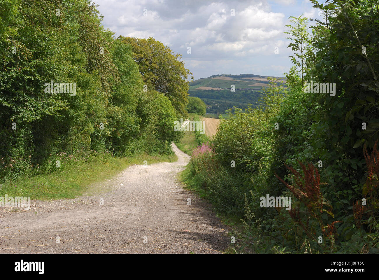tree, england, landscape, scenery, countryside, nature, path, way ...