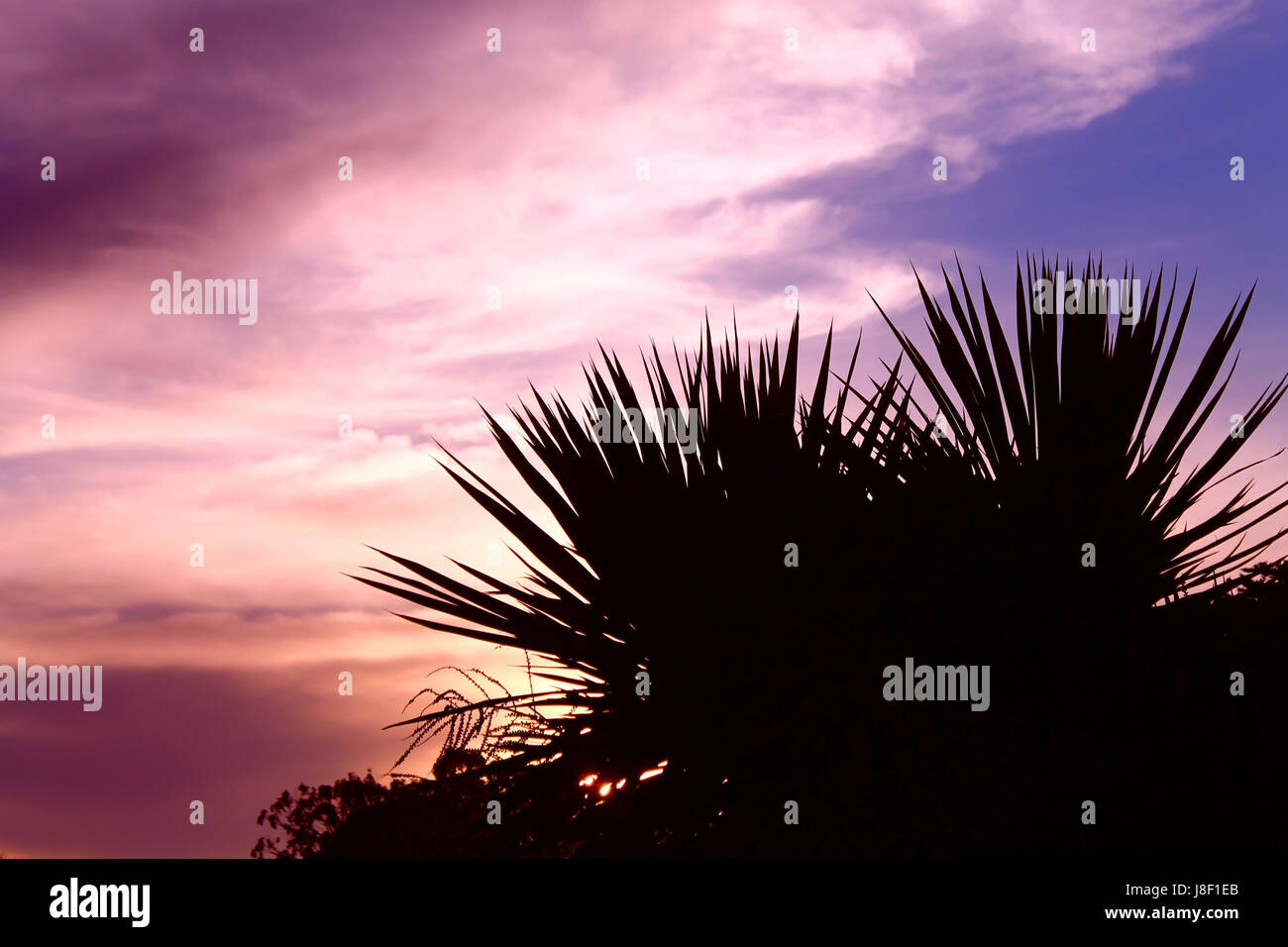 night, nighttime, lights, sunset, beach, seaside, the beach, seashore