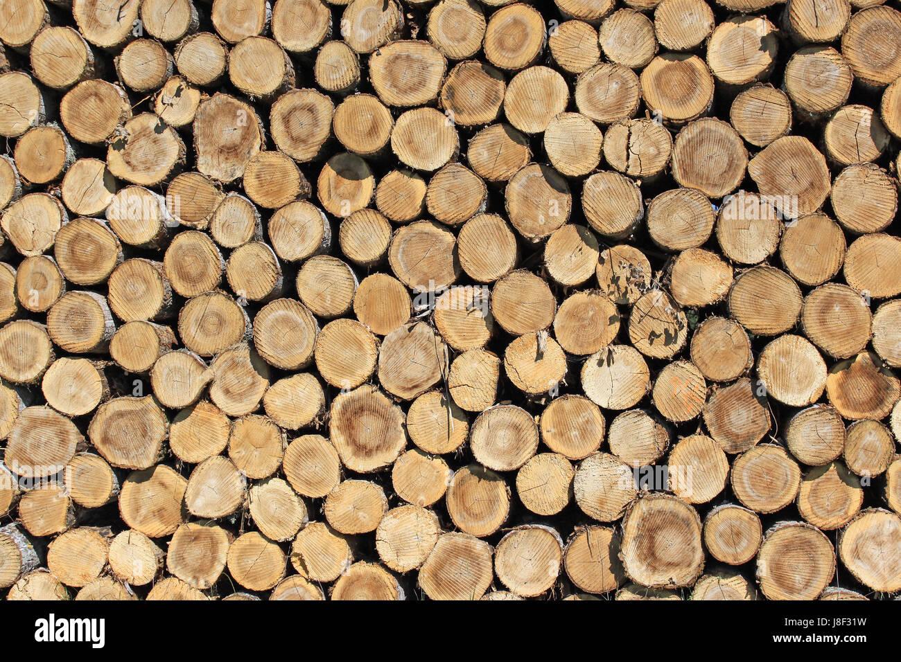 tree, trees, wood, firewood, woodcutter, log, logs, cutting, tree, trees, Stock Photo