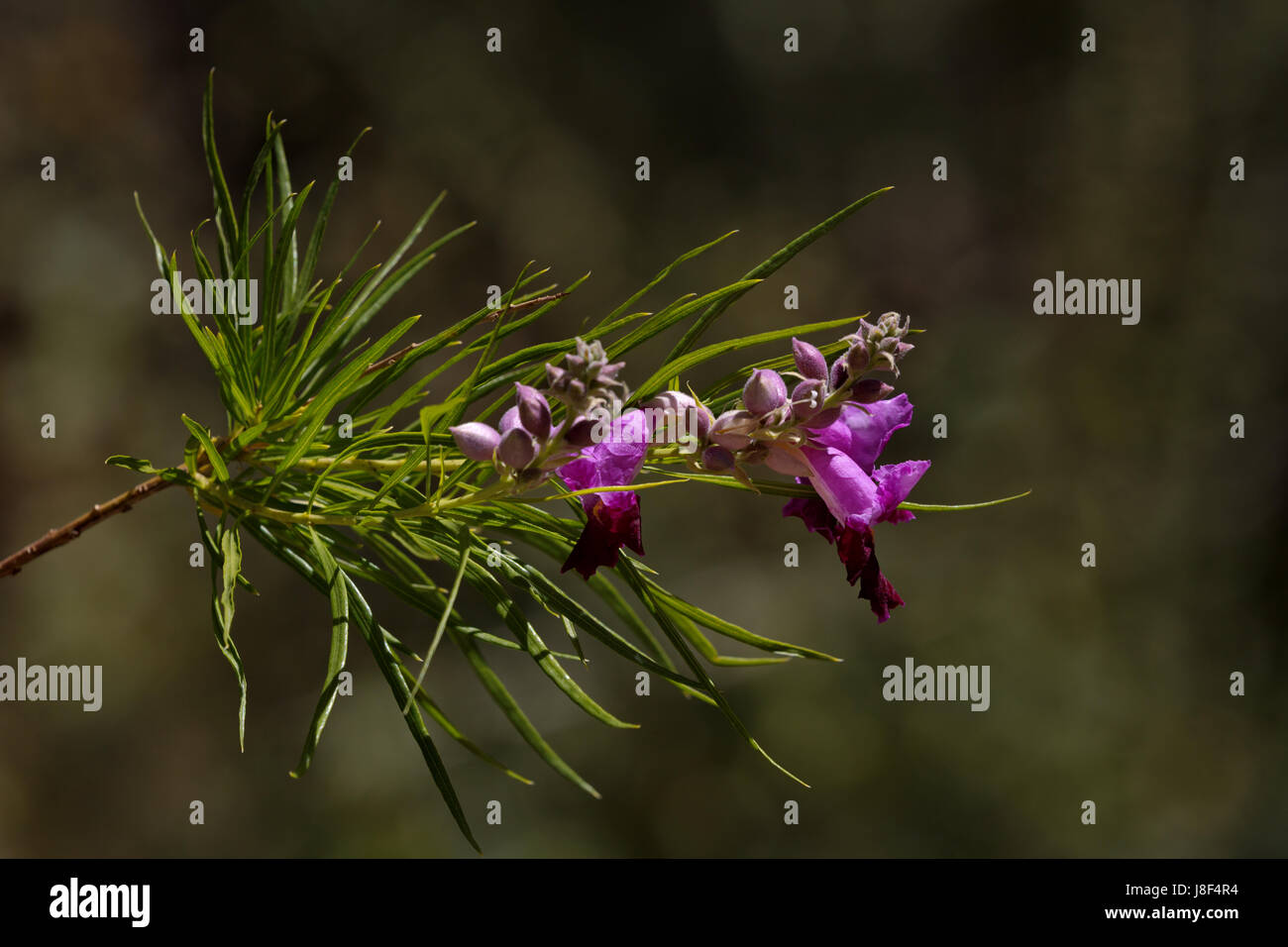 Downy willow hires stock photography and images Alamy