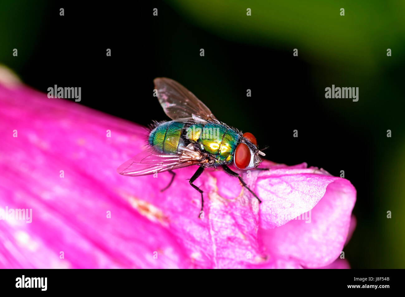 Gold fly hi-res stock photography and images - Alamy