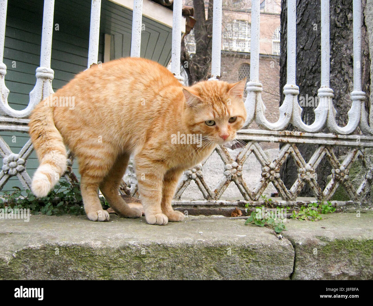 Cat on the wall stock photo alamy