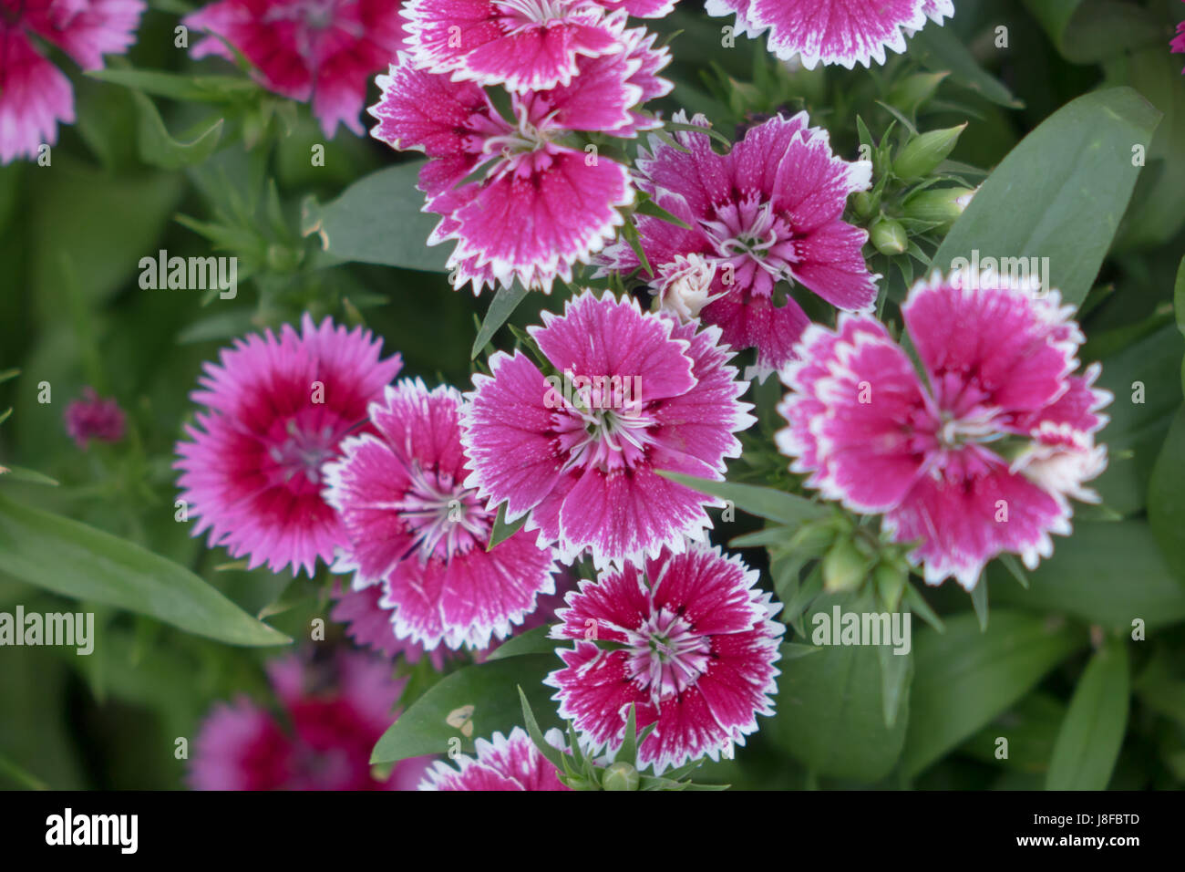 carnation (caryophyllus), pink ( plumarius and related species Stock