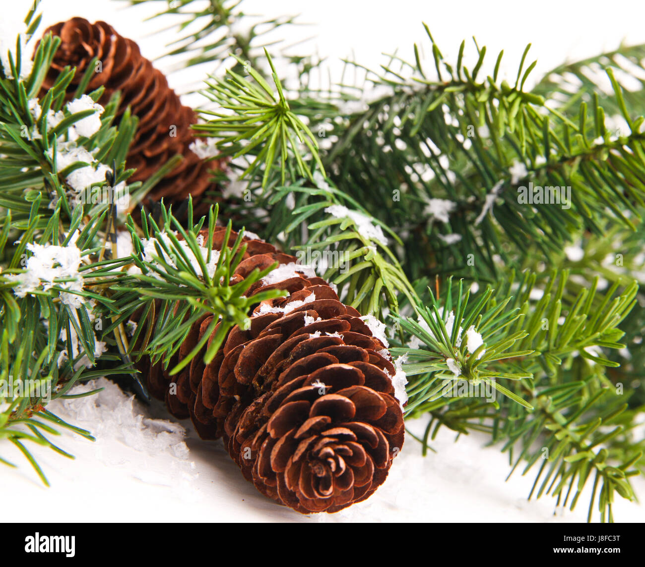 pine cone with branch. cones in pine tree branch isolated on the white ...