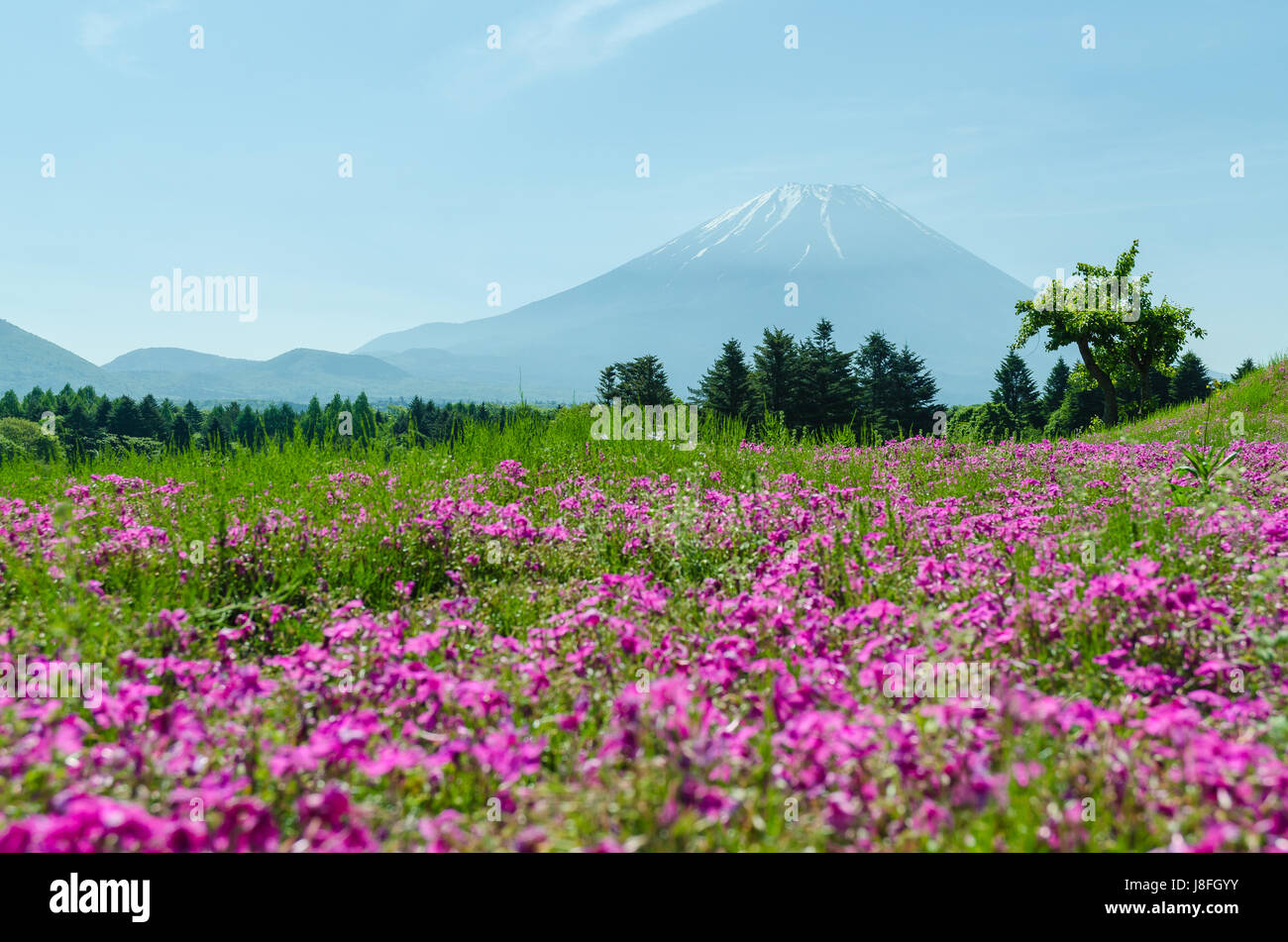 Mount fuji and pink moss in may at japan ,selective focus blur foreground Stock Photo