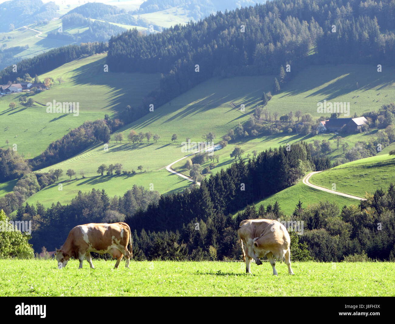 cows on hochkogel Stock Photo