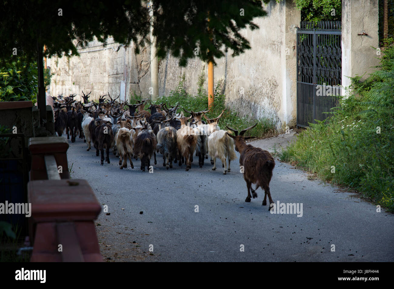 Goats grazing in rural village Stock Photo - Alamy