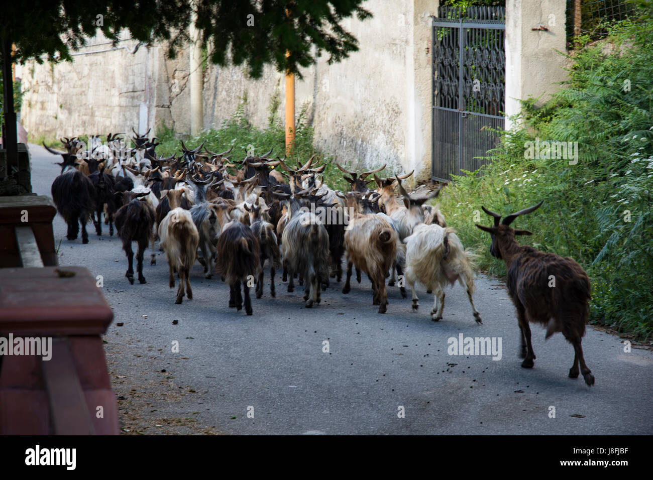 Goats grazing in rural village Stock Photo - Alamy