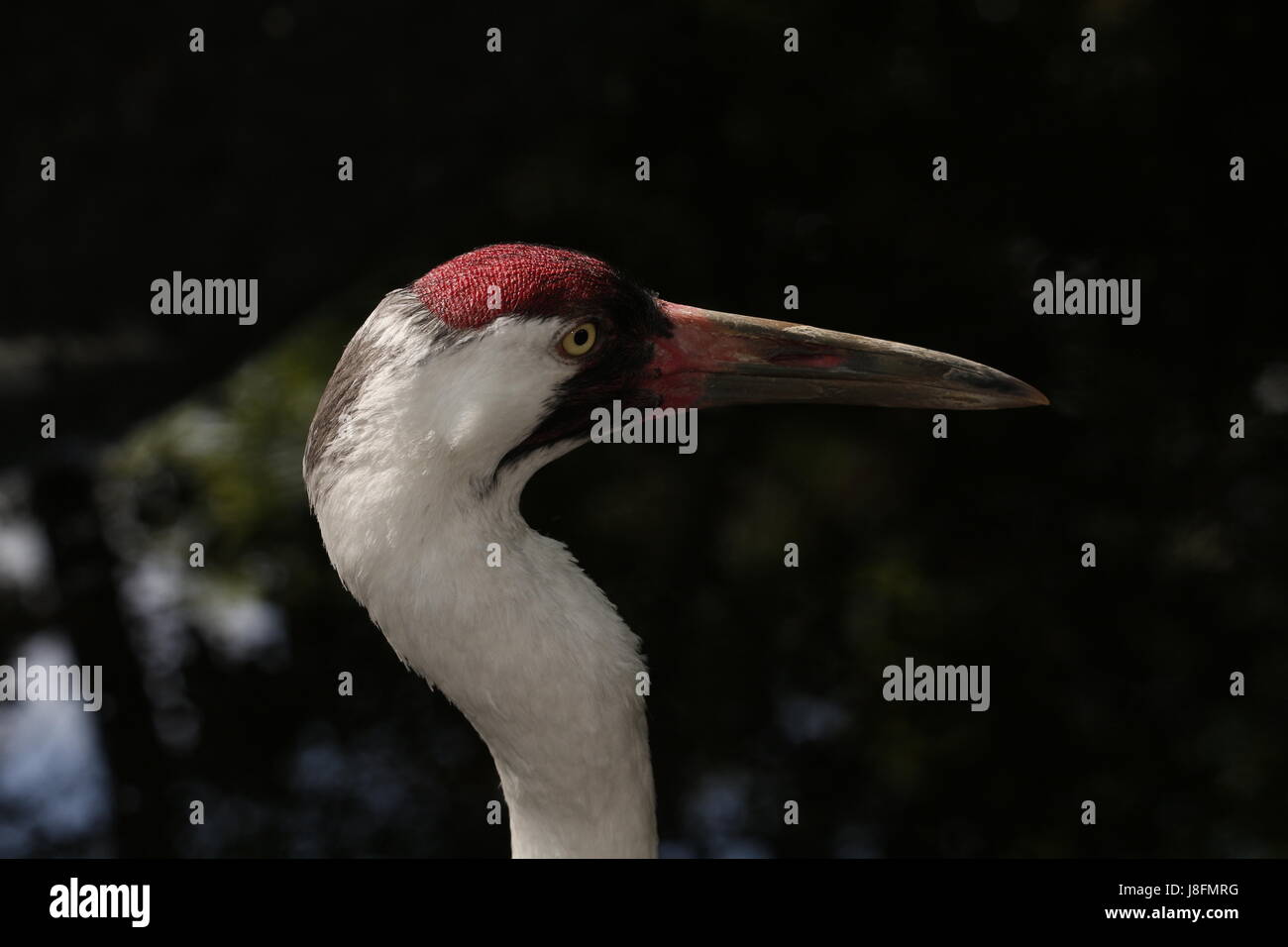 Whooping Crane, Grus americana, an endangered species. (captive) Stock Photo