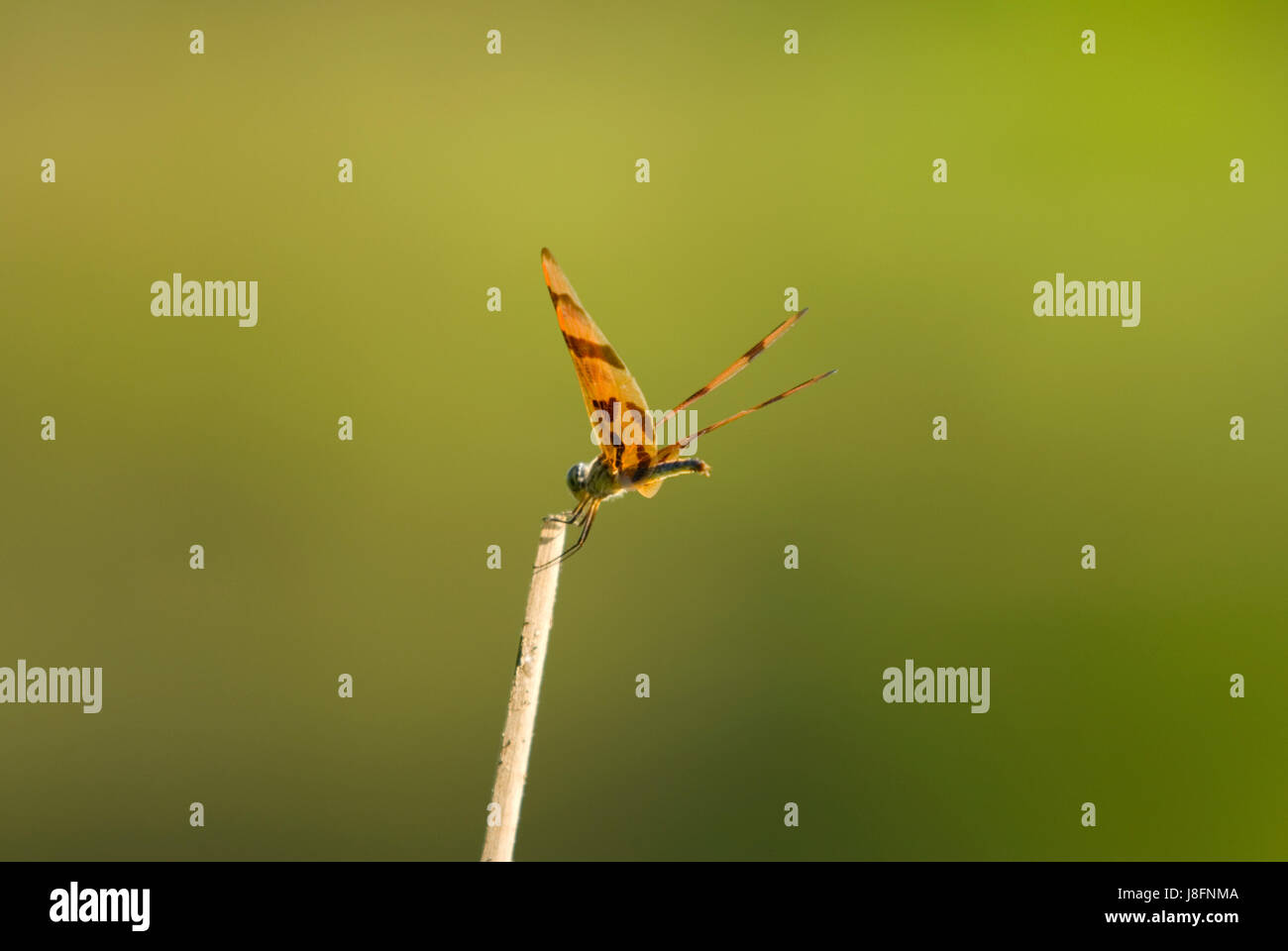insect, dragonfly, cling, wings, beautiful, beauteously, nice, macro ...
