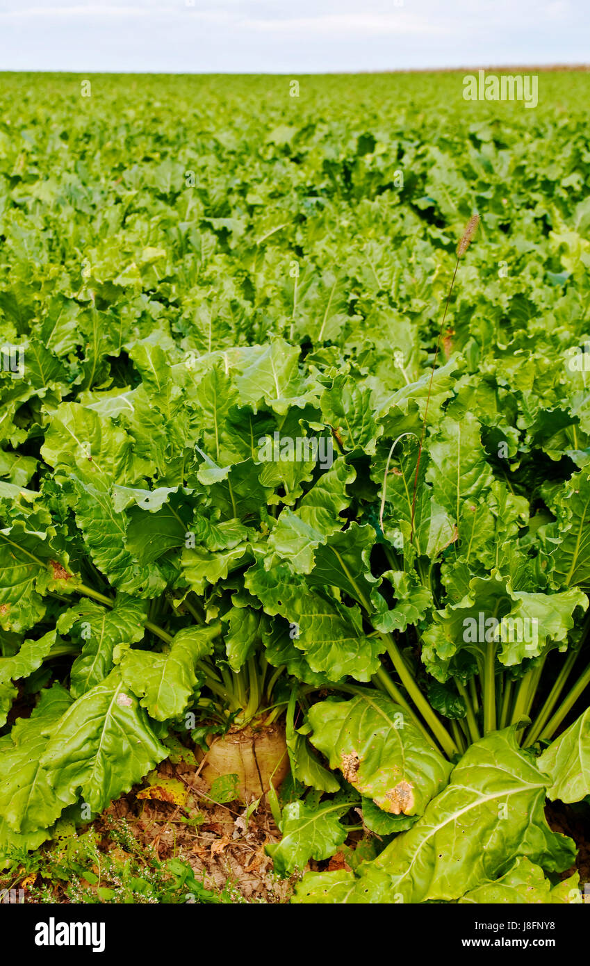 food, aliment, agrarian, agriculture, farming, field, cultivation ...