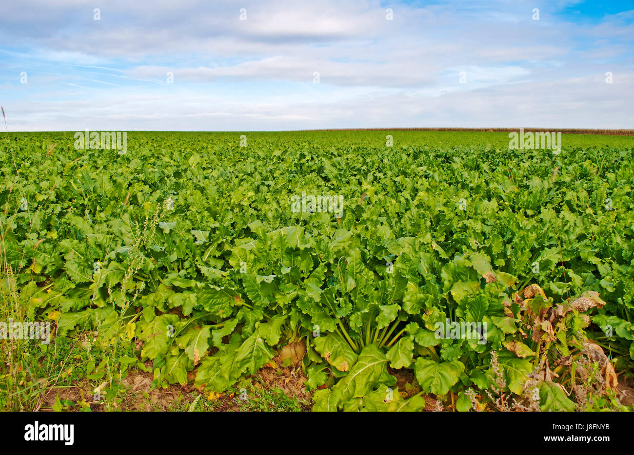 food, aliment, agrarian, agriculture, farming, field, cultivation ...