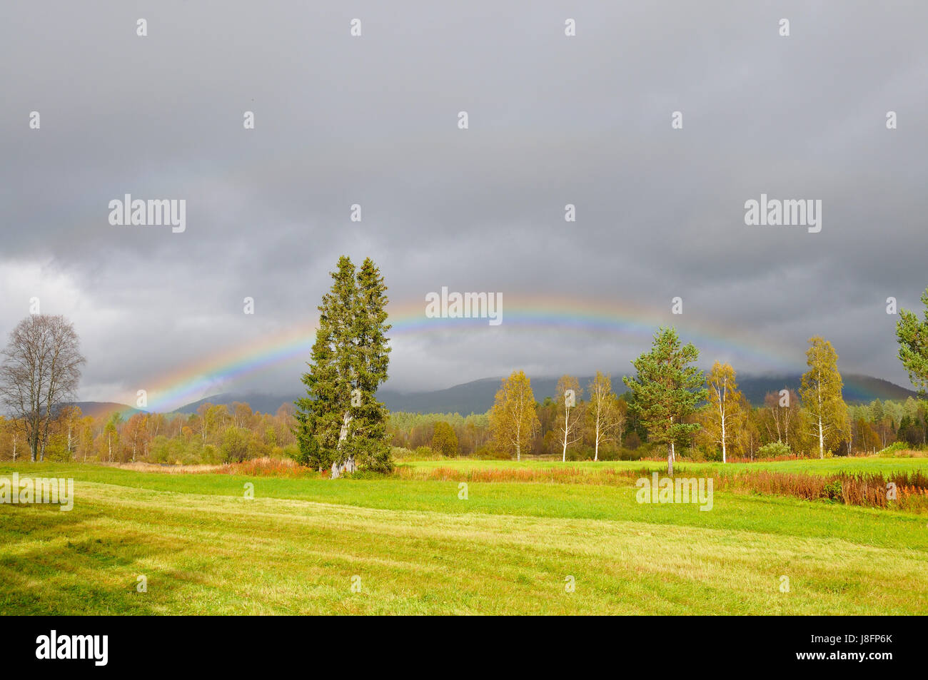 norway, rainbow, scenery, countryside, nature, fall, autumn, tree, trees, Stock Photo