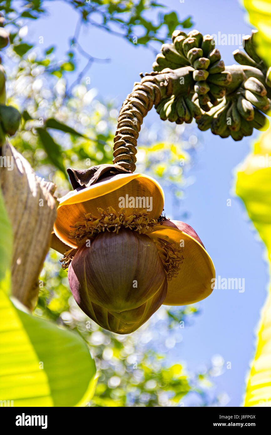 Musa basjoo banana tree hires stock photography and images Alamy