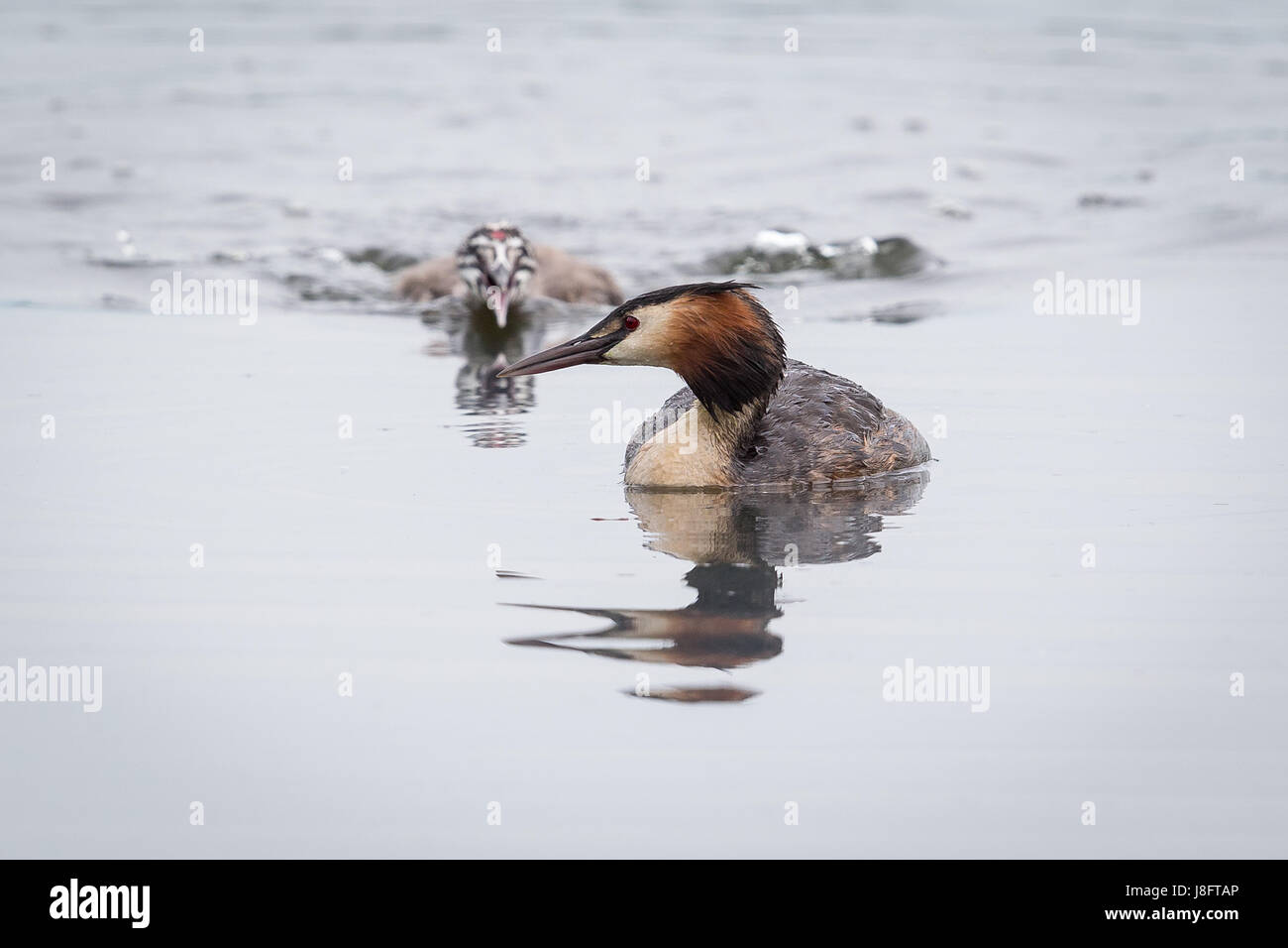 At Ham Wall Reserve a young great crested grebe pursues its parent Stock Photo