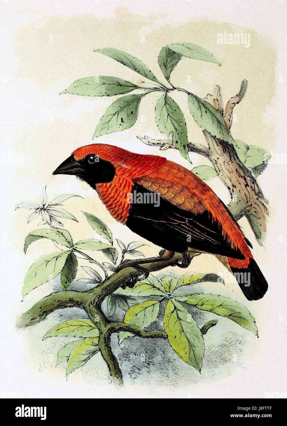 Euplectes hordeaceus 1873 Stock Photo Alamy