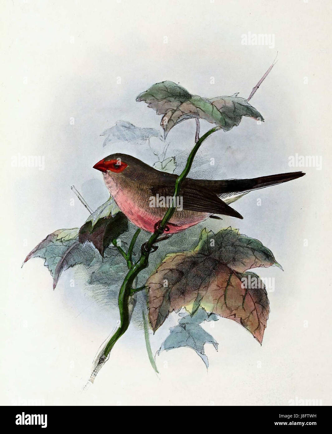 Estrilda troglodytes, also known as the common waxbill, is a small passerine bird found in sub-Saharan Africa. This species is characterized by its vibrant plumage, especially the red markings on its chest. Stock Photo