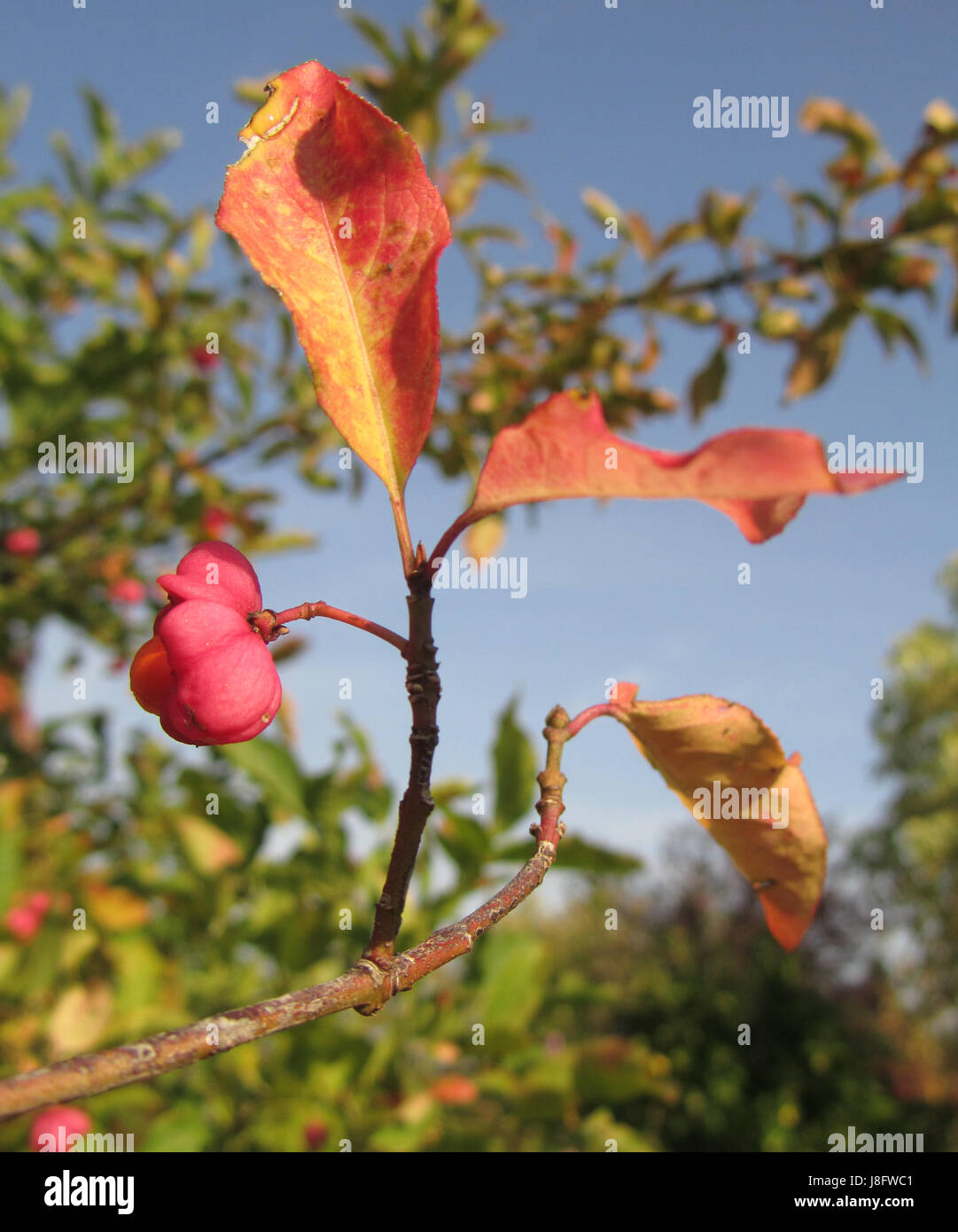 orange, fruit, shrub, seed vessel, toxic, poisonous, orange, leaf, tree, bloom Stock Photo Alamy