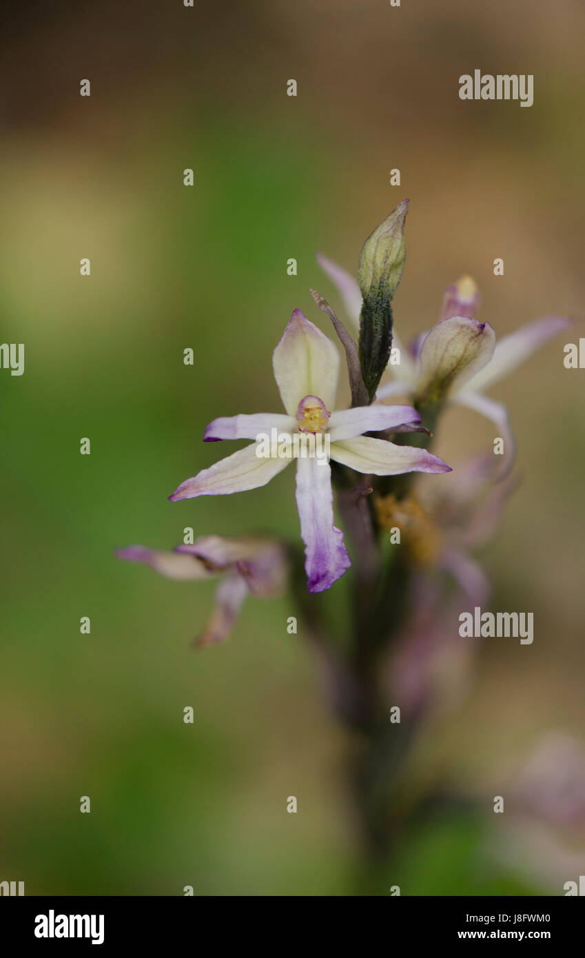 Flower of Limodore de Trabut, Trabuts Dingel, Limodorum trabutianum, wild orchid, Andalusia, Spain Stock Photo
