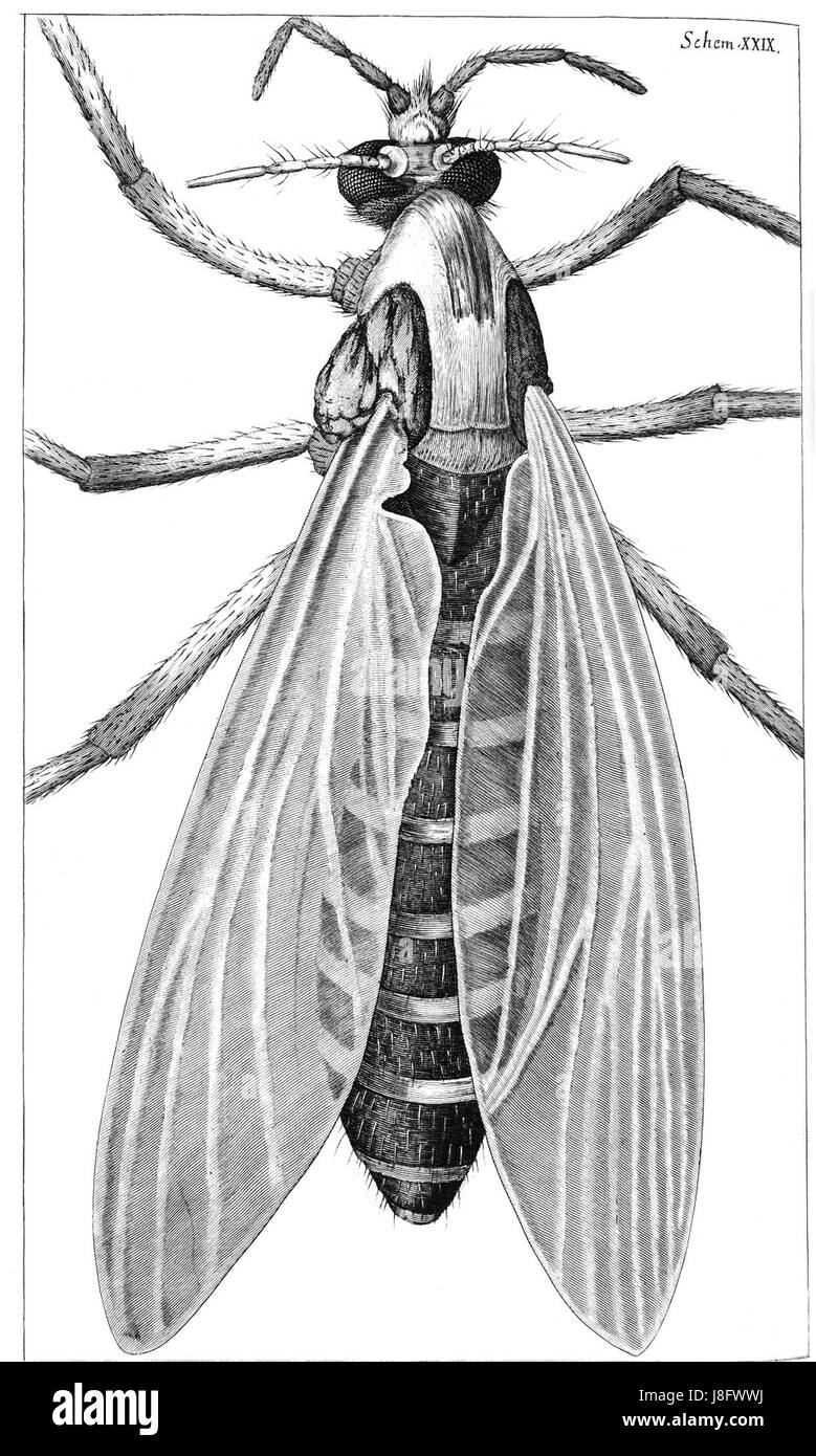 Gnat drawing hires stock photography and images Alamy