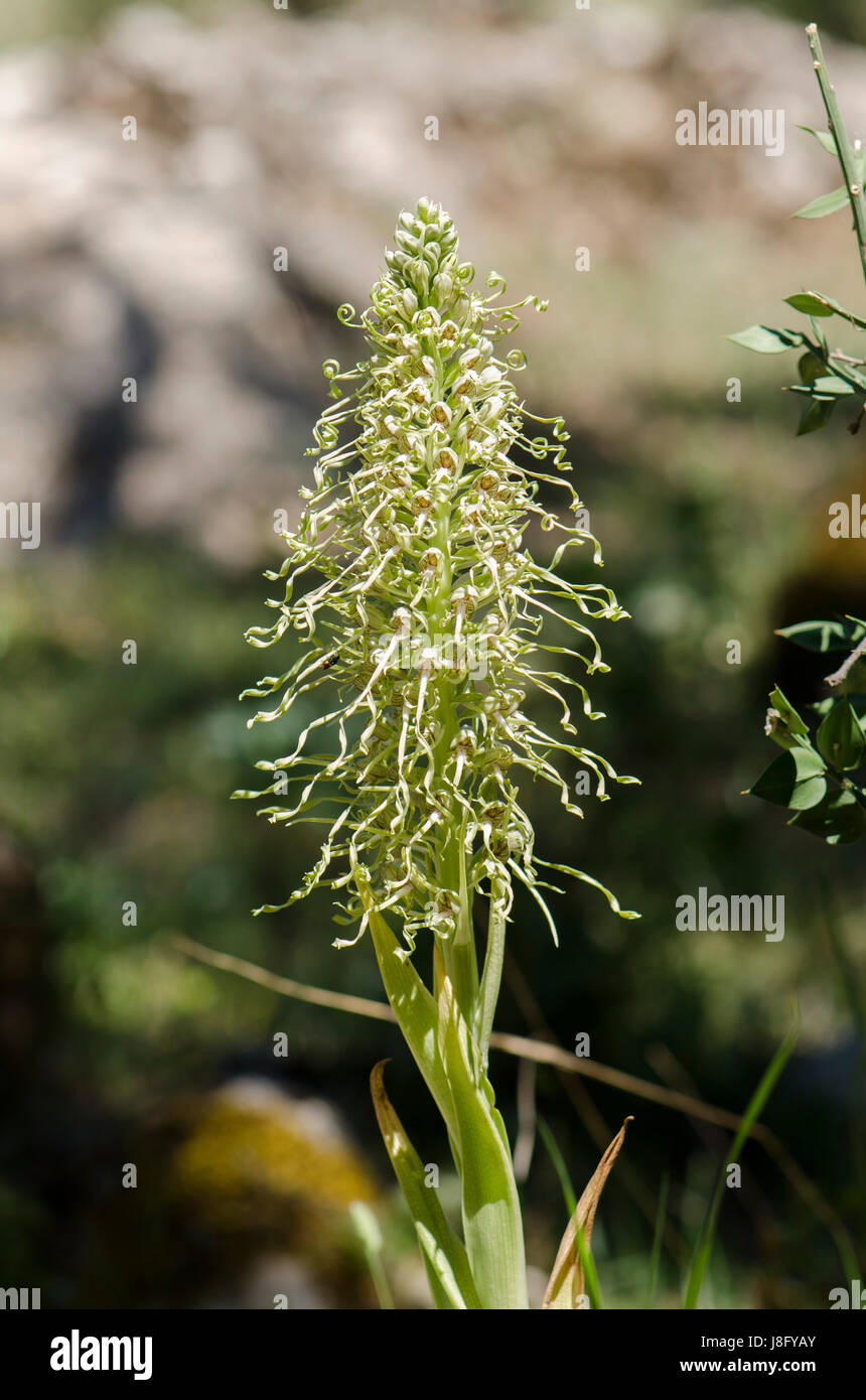 Lizard orchid, Himantoglossum hircinum, orchis, wild orchids, Andalusia, Spain. Stock Photo