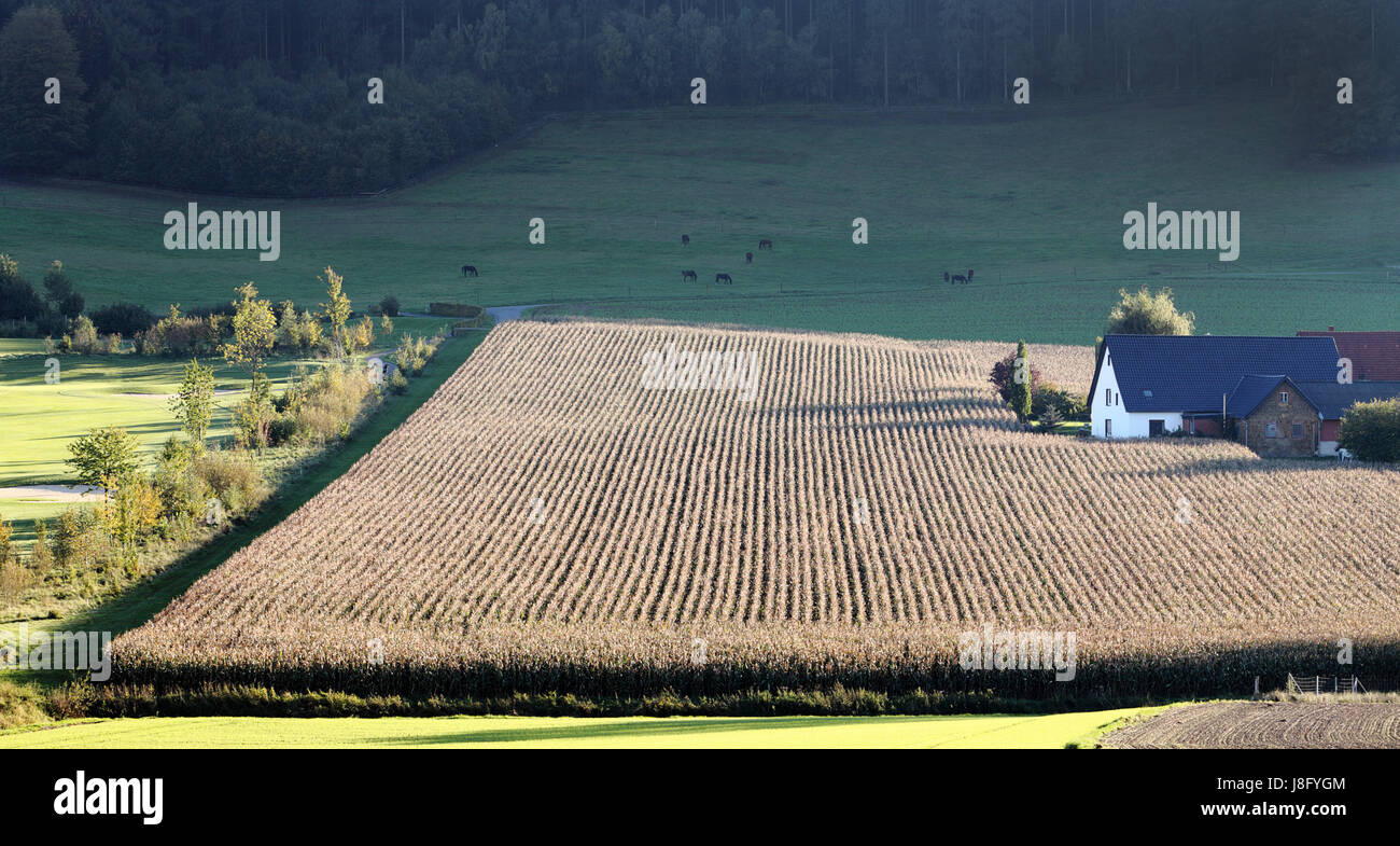 field, ripe, row, yard, corn, courtyard, harvest, hoarfrost, shine ...