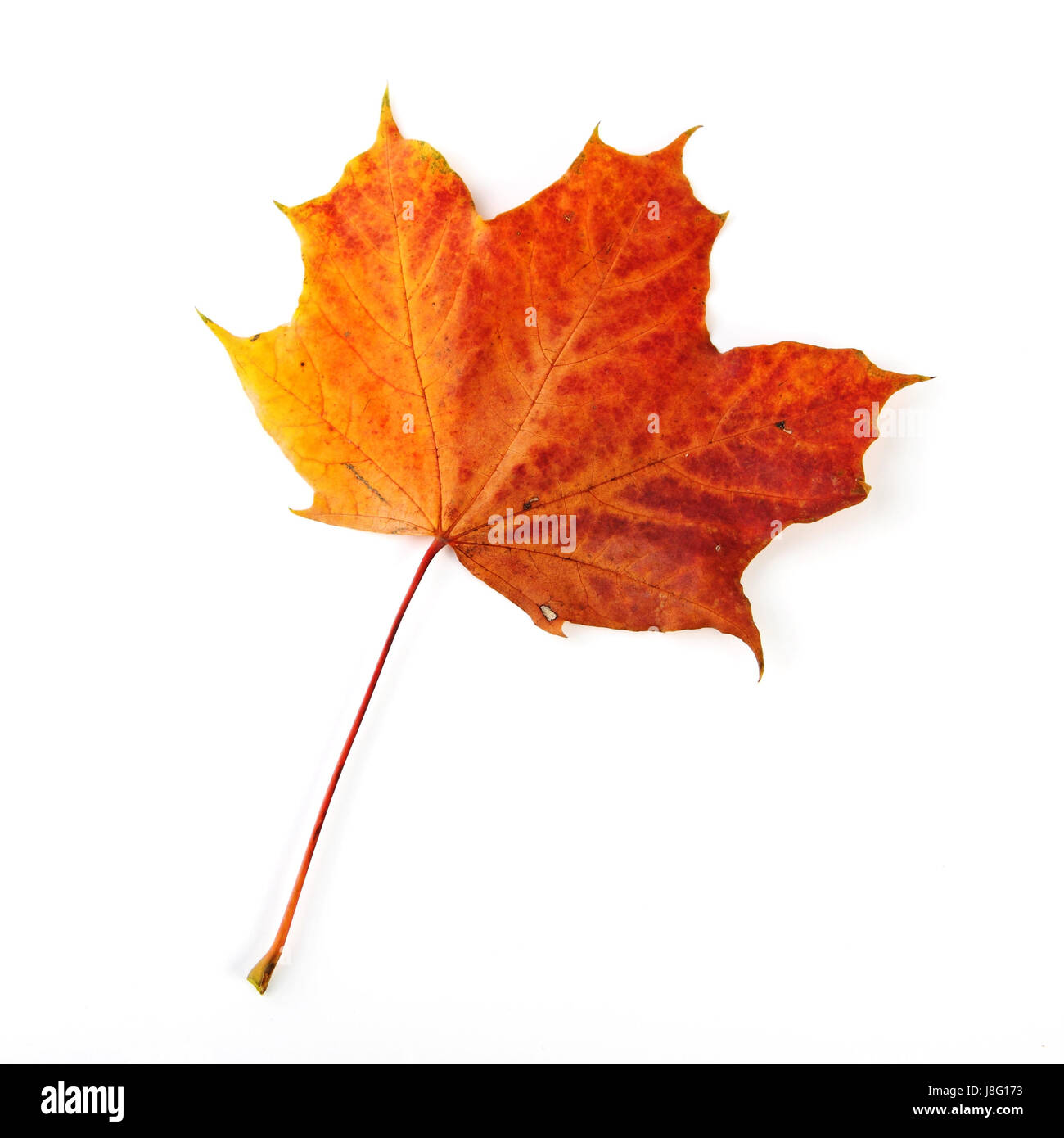 isolated yellow-brown maple leaf in autumn Stock Photo