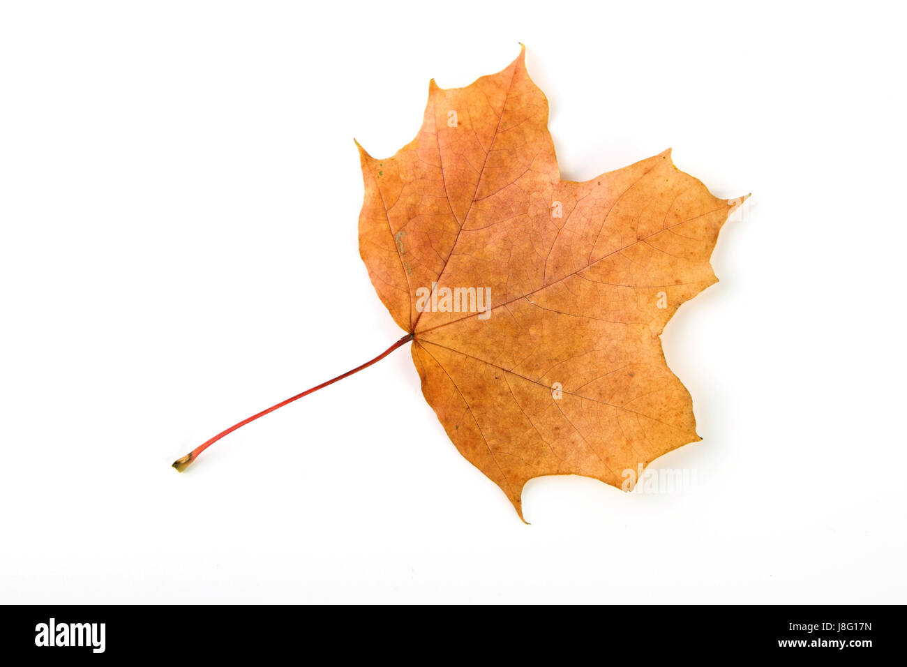leaves, autumn foliage, october, page, sheet, foliage, fall, autumn, isolated, Stock Photo