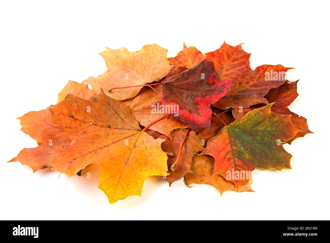 optional yellow-brown maple leaf in autumn Stock Photo