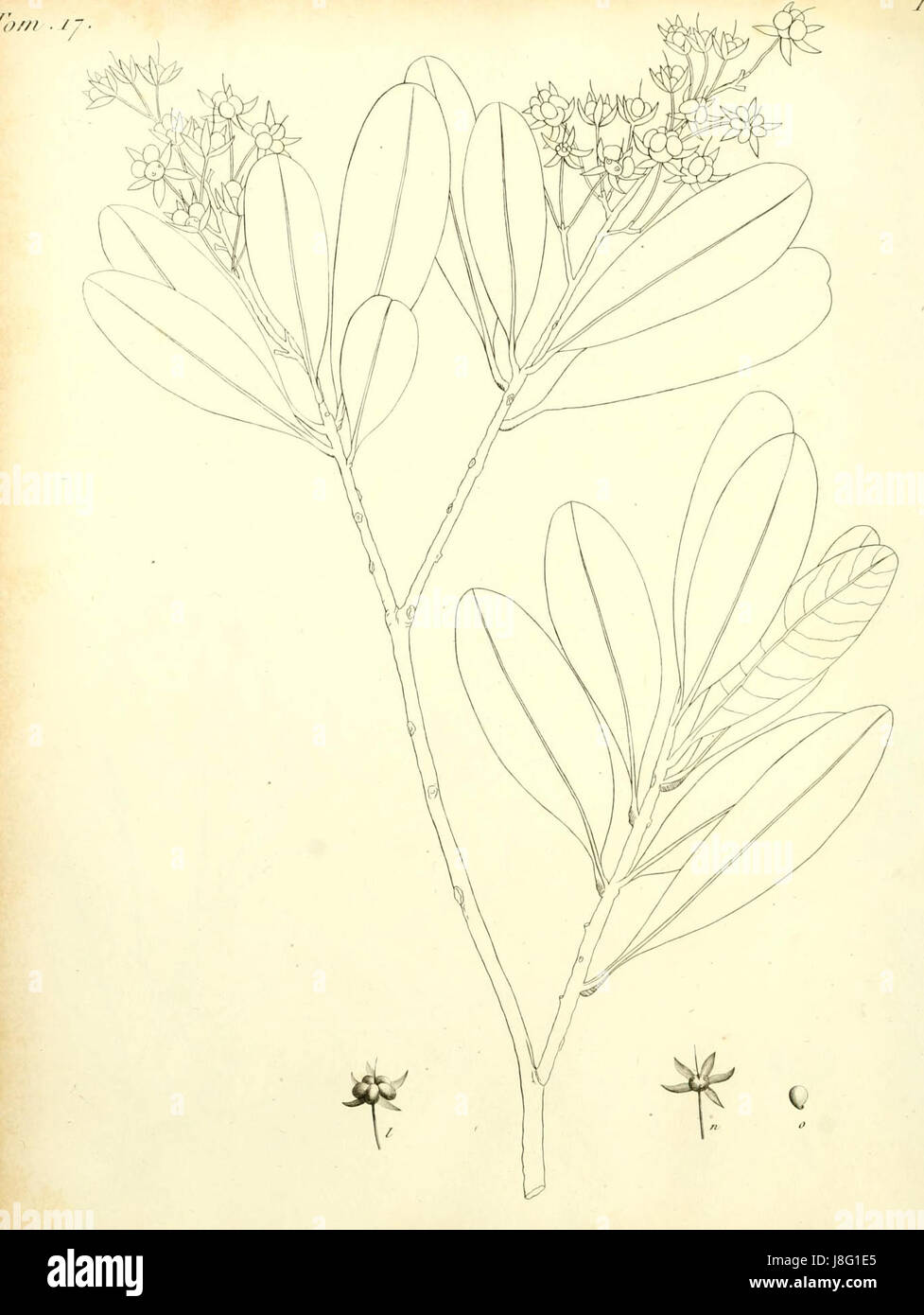 Gomphia obtusifolia De Candolle 1811 t08 Stock Photo