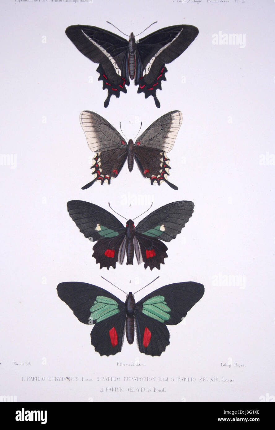 Detailed scientific drawings of various insects hi-res stock ...