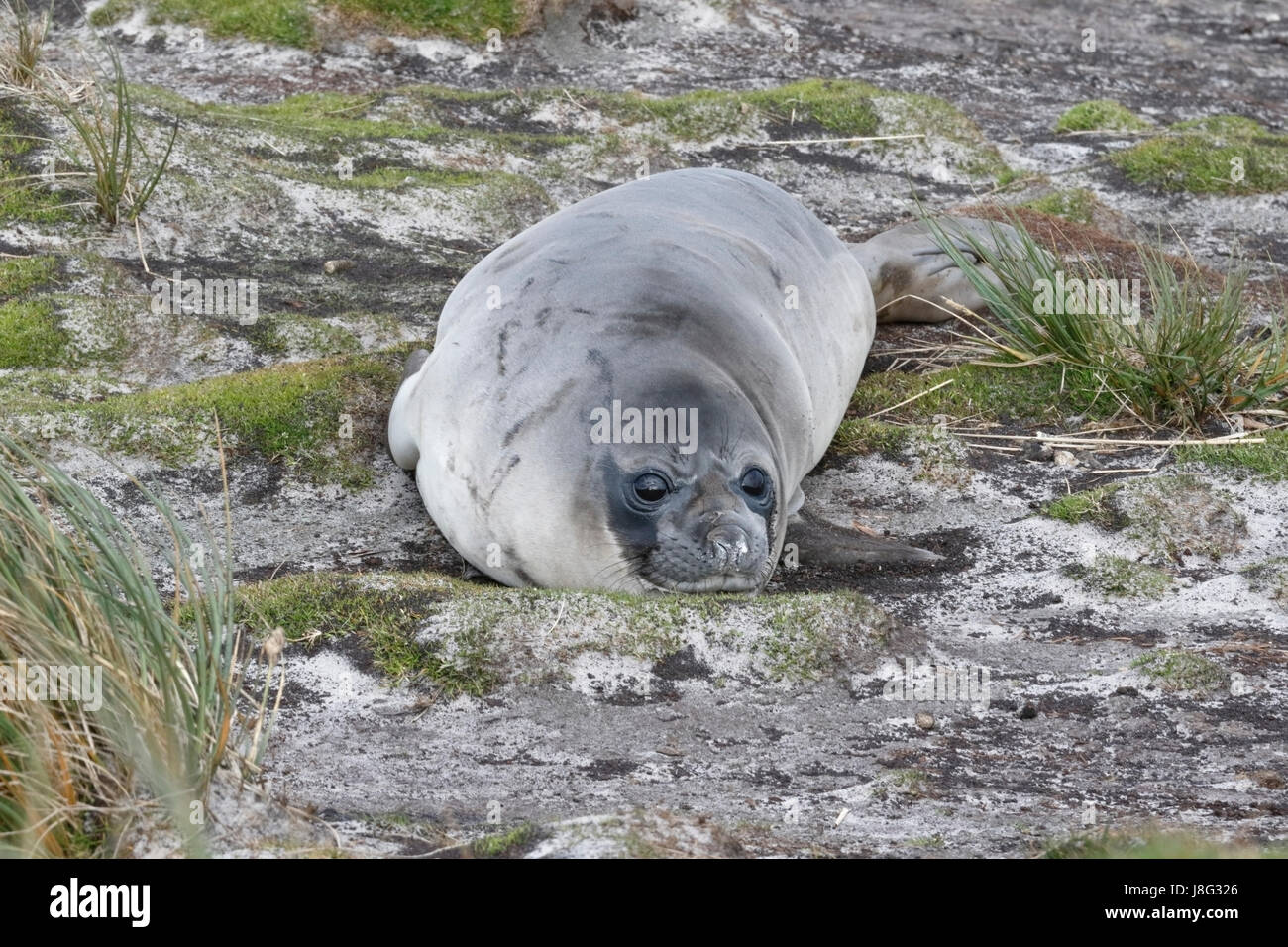 southern elephant seal (Mirounga leonina), pup, Falkland Islands Stock Photo