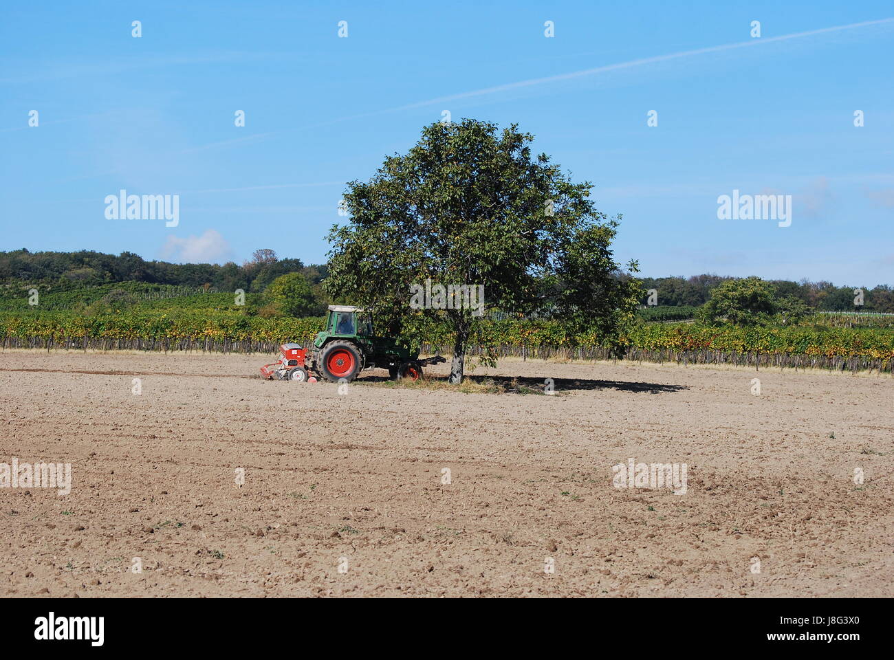 tree, agriculture, farming, vienna, viticulture, tractor, shaddow, shadow Stock Photo Alamy