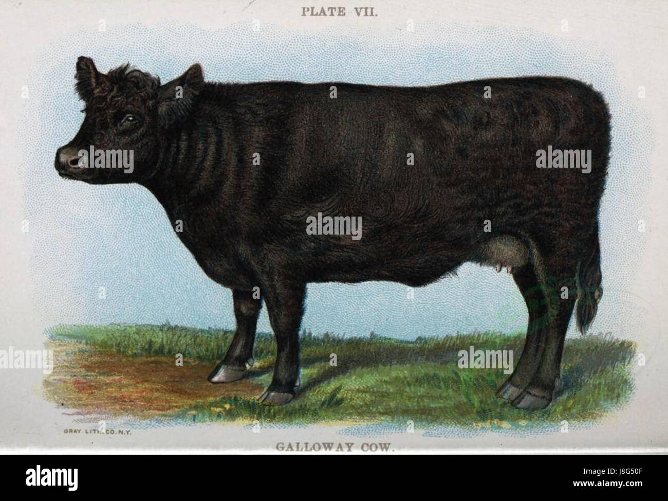 GALLOWAY COW (mammals Stock Photo Alamy