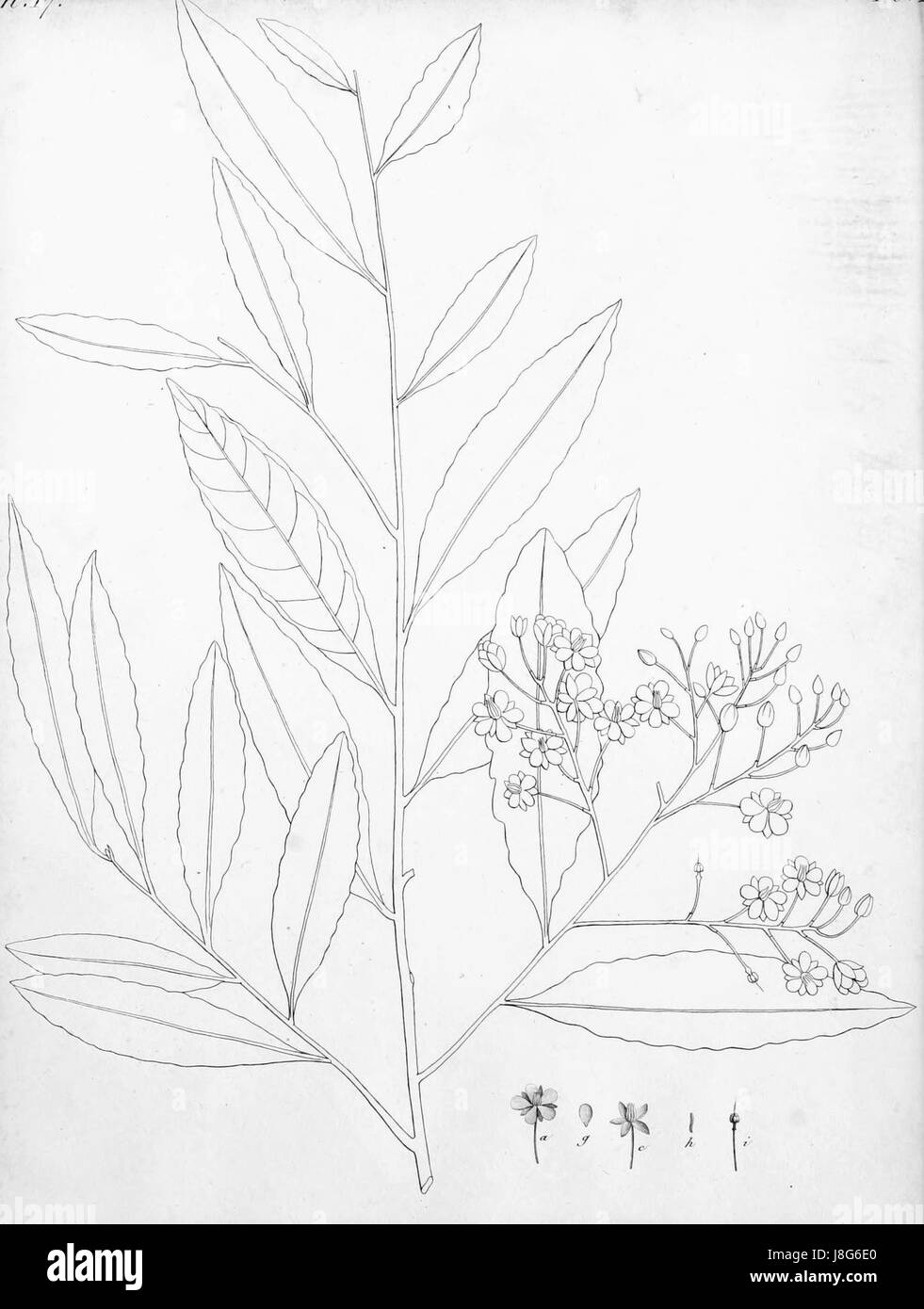 Gomphia parviflora De Candolle 1811 t16 Stock Photo