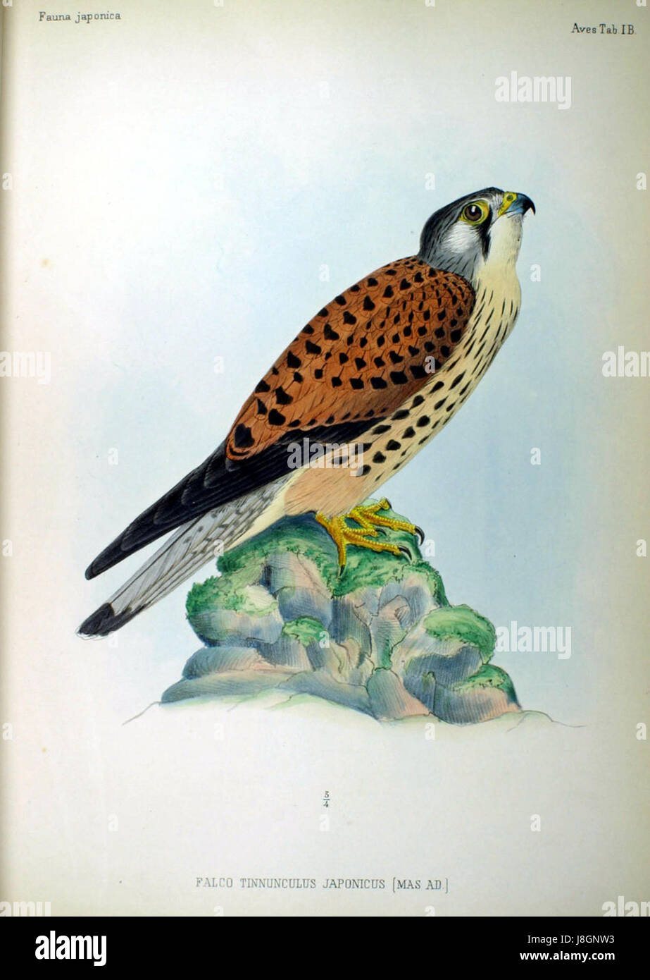 Fauna japonica study hi-res stock photography and images - Alamy