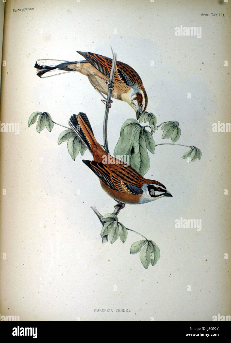 Emberiza cioides, also known as the Japanese bunting, is a small passerine bird native to Japan. It is noted for its distinctive plumage and migratory behavior, playing a role in the ecosystem as a seed eater. Stock Photo