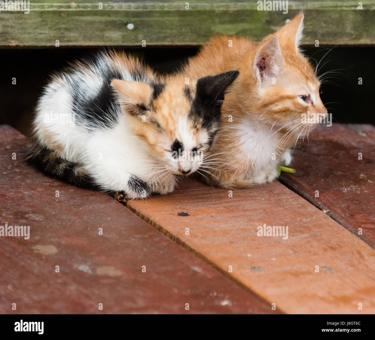Calico Tabby Cat Kitten