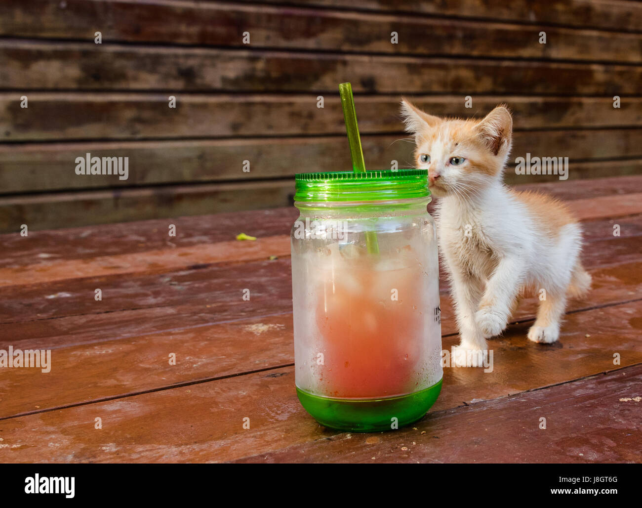 Tabby Kitten Playing With Cup Stock Photo